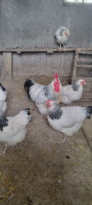 Vând sussex herminat deschis