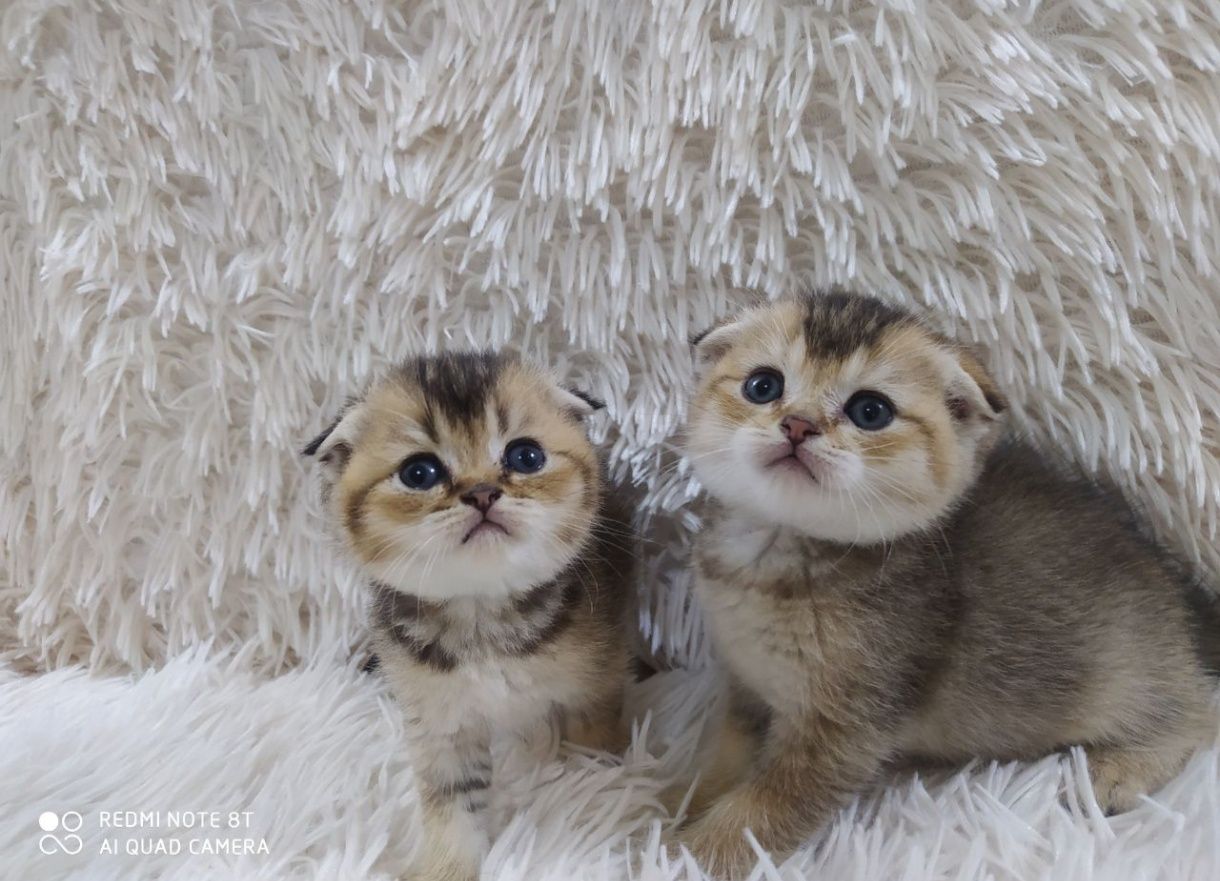 Котята чистокровные