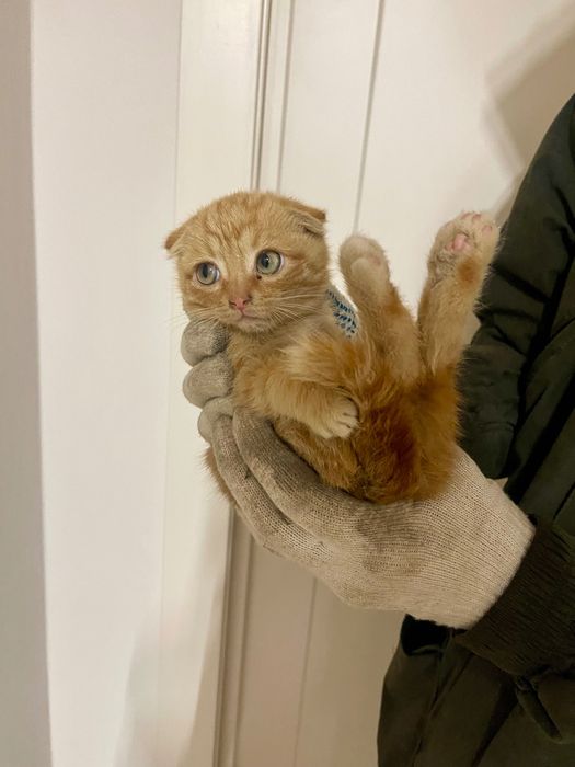 Продам котят скотиш фолд/скотиш страйт