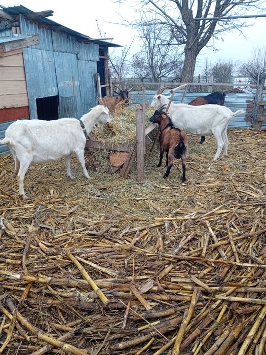 Doua capre sannen gestante