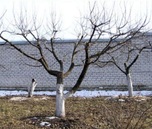 Обрезка деревьев опрыскивание