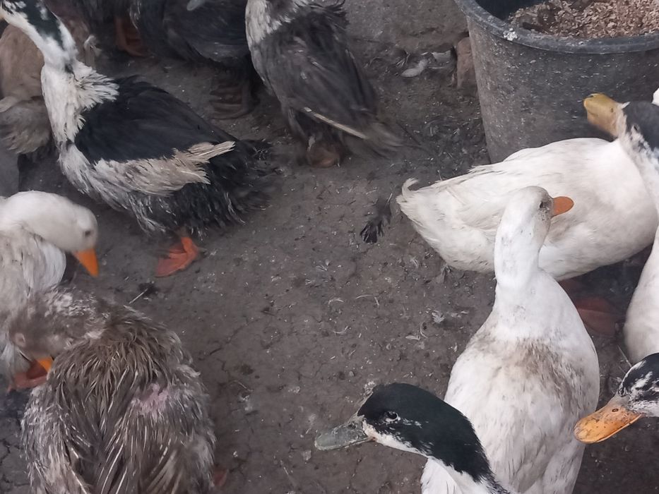 Rate romanesti și lesesti