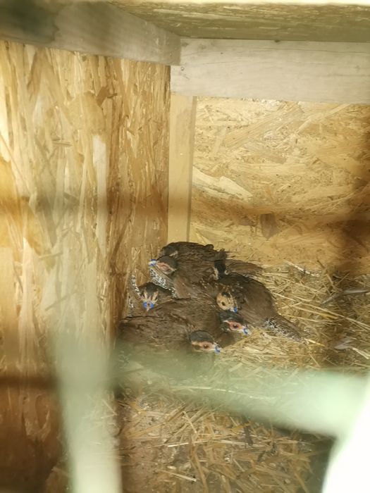 Oua fazani Mai multe rase PT imcubat