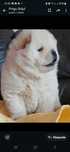 Cățel chow chow crem