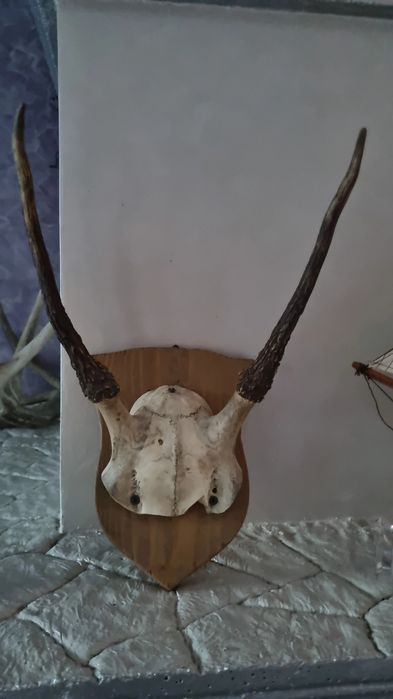 Trofeu cap de caprior cu panoplie