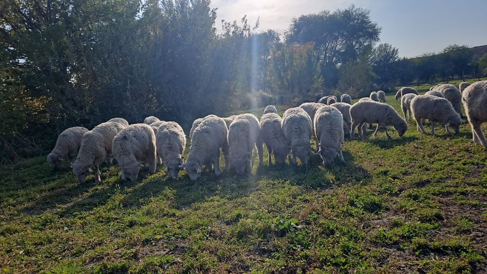 Тоқты сатамын (6айлық)