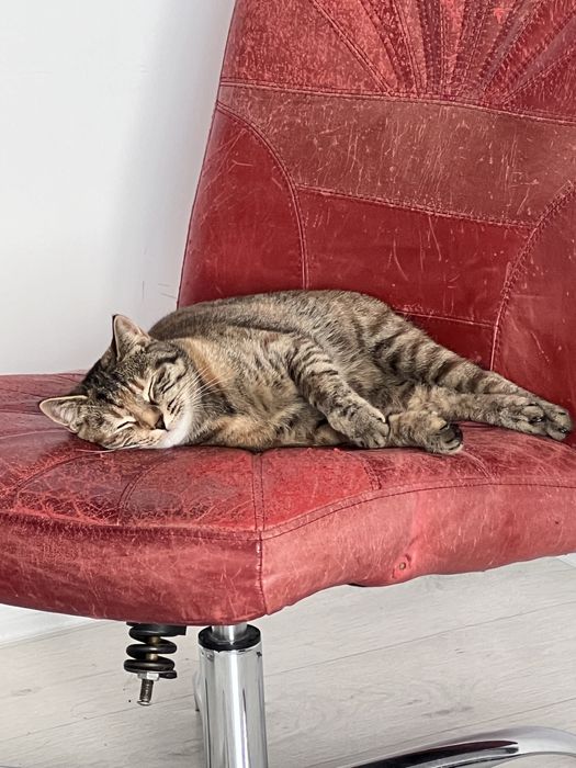 Мысық бар барлығына үйретілген