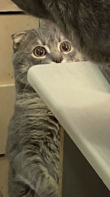 Вислоухий кот шотландец ВЯЗКА