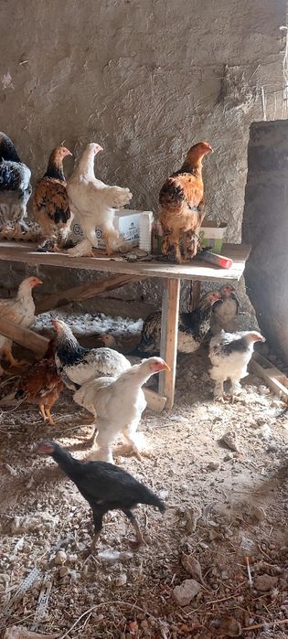 Брама ва сесарка жужалари сотилади