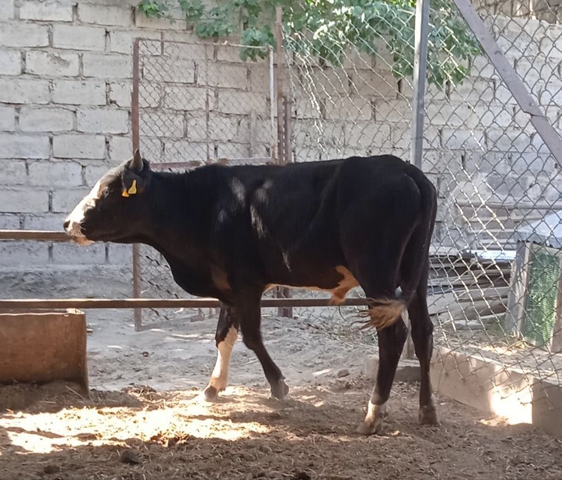 Buqqa sotiladi dastafkasi ichida