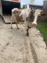 Vaca Holstein metis vârstă 5 ani