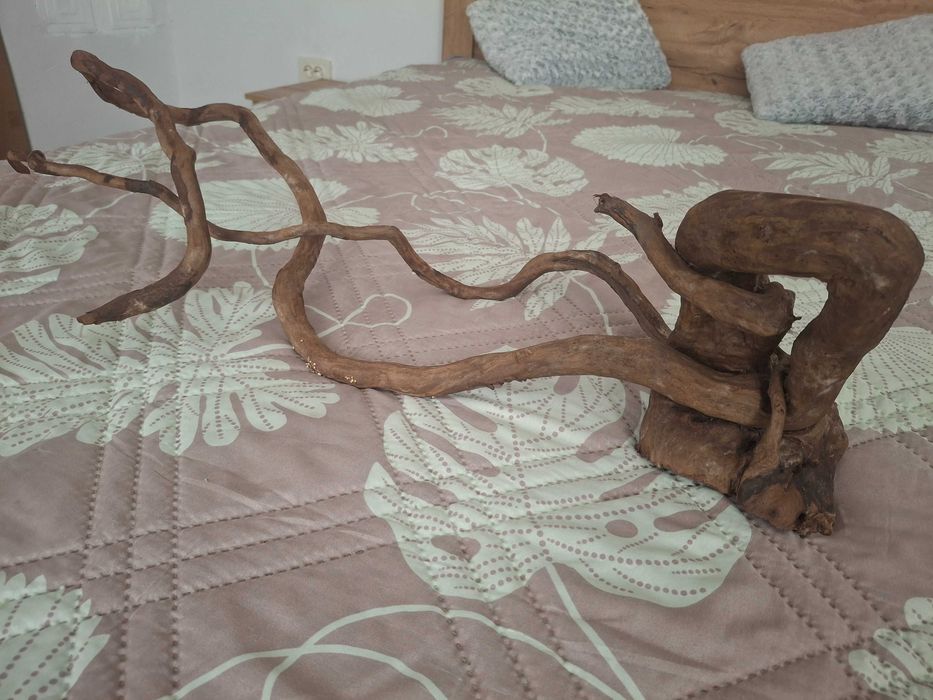 Корен за Аквариум