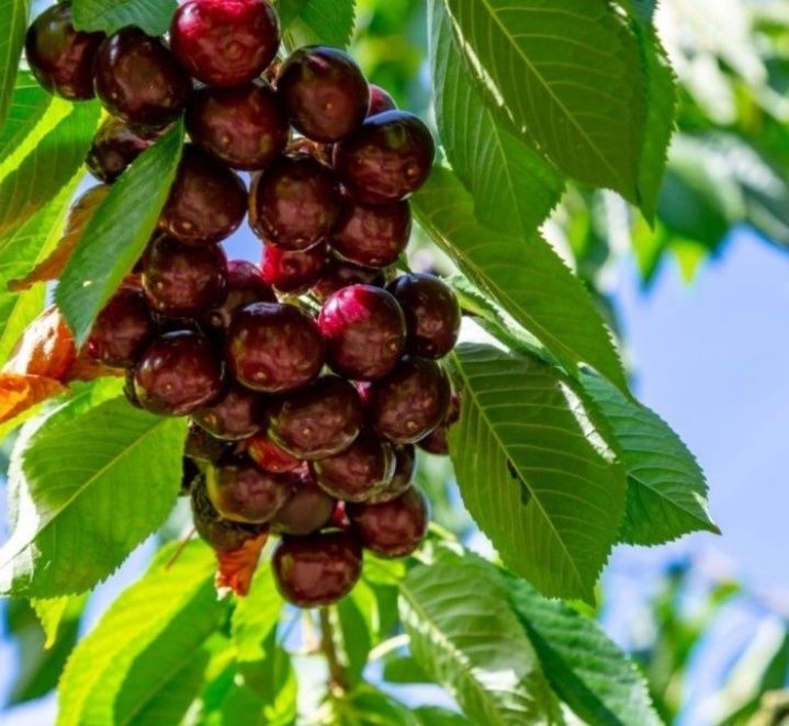 Cires (Soiul Regina )