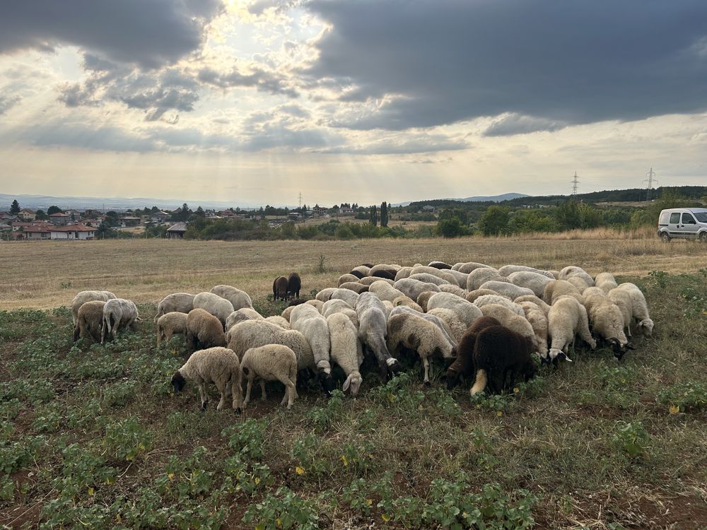 Продавам овце и агнета