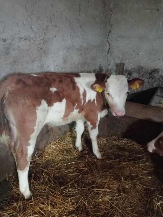 Vând viței intarcati