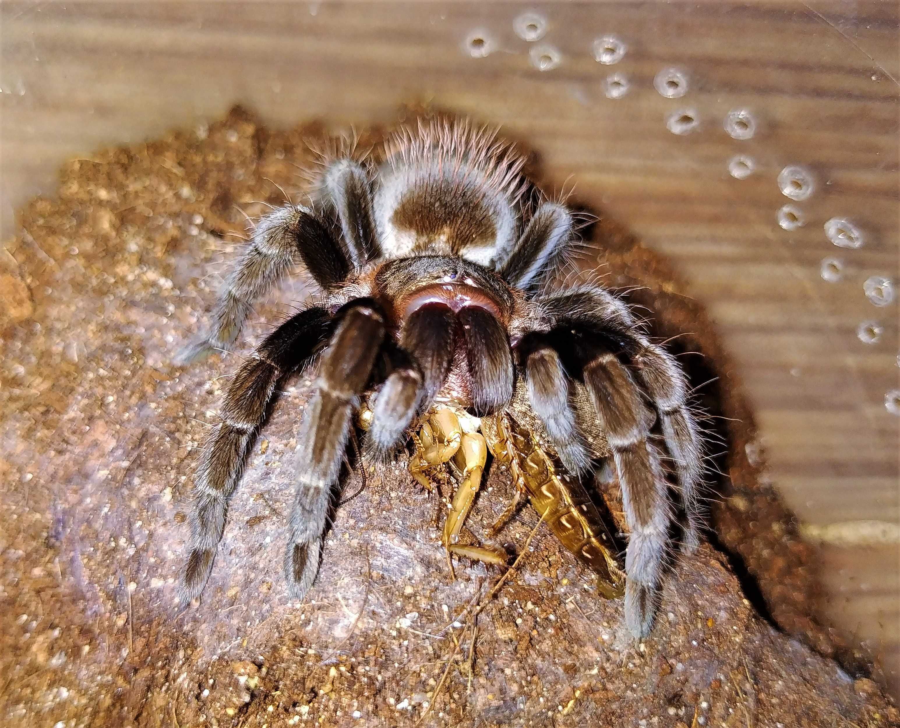 Brachypelma (Tliltocatl) vagans\Паук-птицеед (СамкаL8)