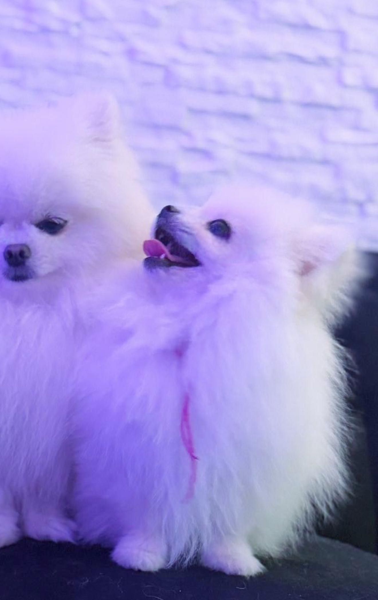 Pomeranian alb fetiță, 21.02.2025 cu cip, vaccinuri la zi și pașaport