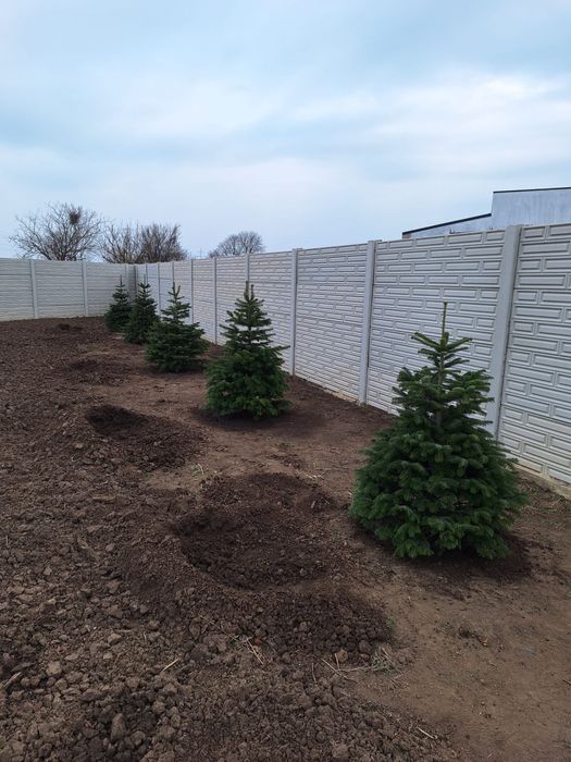 Brazi la ghiveci sau din pepiniea