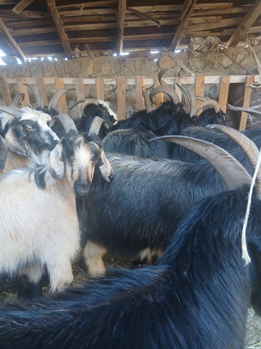 Taka sarka kelishilgan narxda