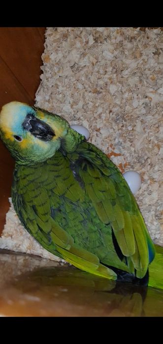 Продавам папагали чифт синьочели Амазони