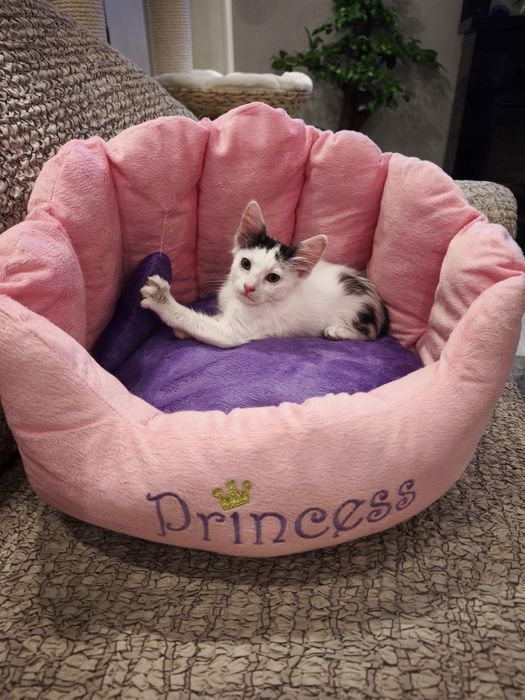 Băiețel de două luni pentru adoptie