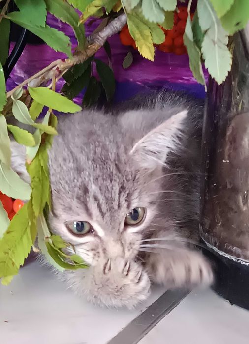 САНДРА -  котенок 1,5 мес.