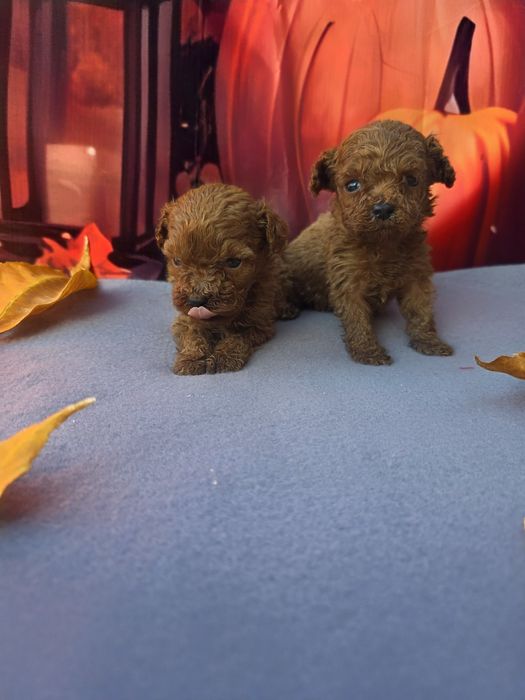 Пудел той/Toy poodle/Момчета 100% той
