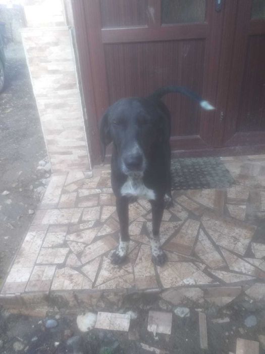 Vând copoi de vânătoare