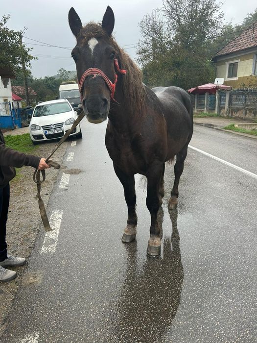 Vand cal castrat