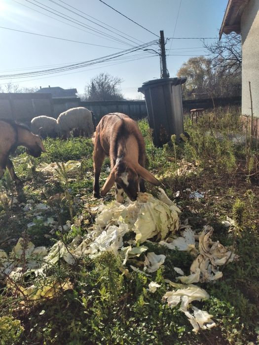 Caprita anglonubian de 8 luni montata