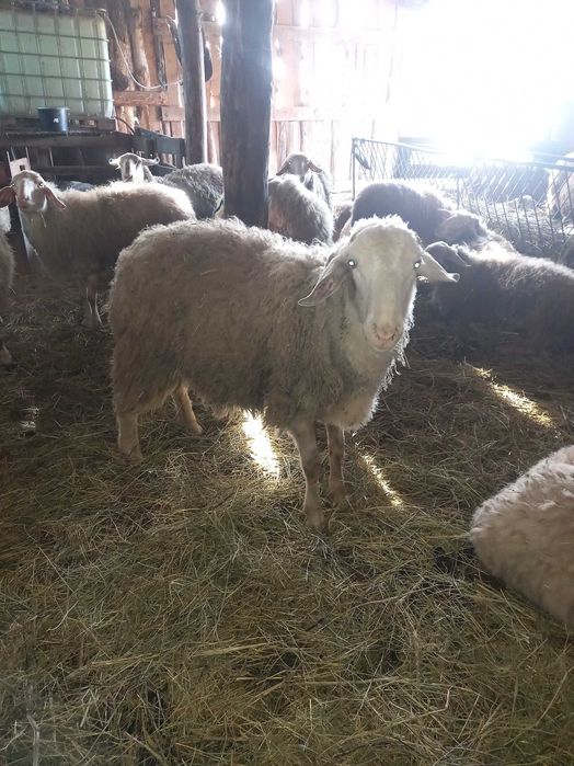 Berbeci tineri assaf