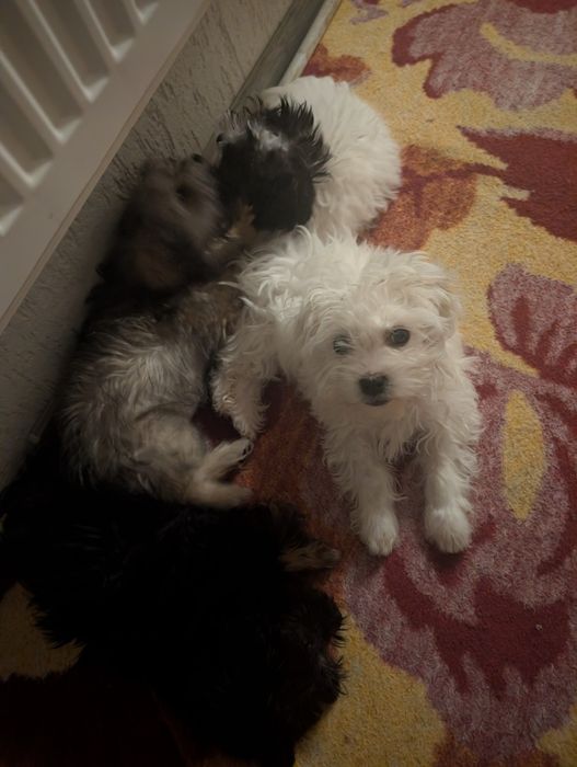 Donez căței bichon cu părinți cu tot