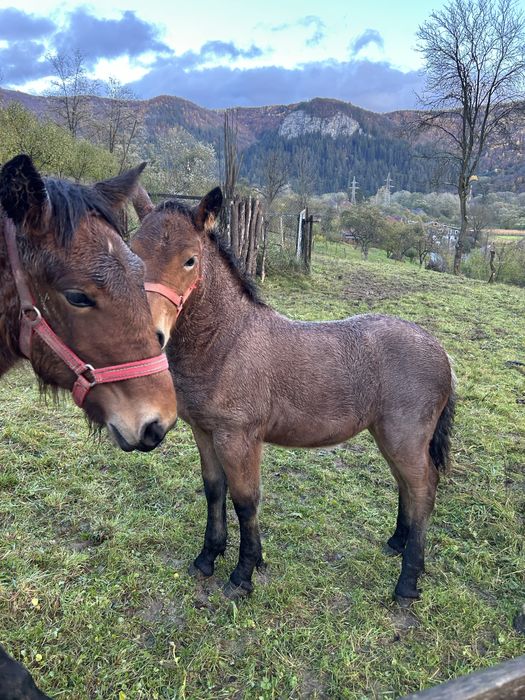 Cai semigrei doua iepe cu manji