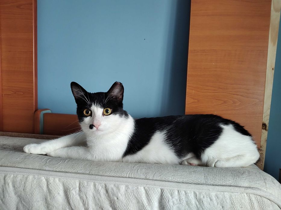 Marlena o pisicuta tuxedo mai speciala