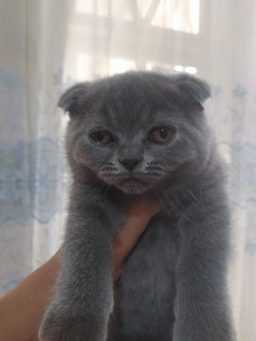 Продаются котята