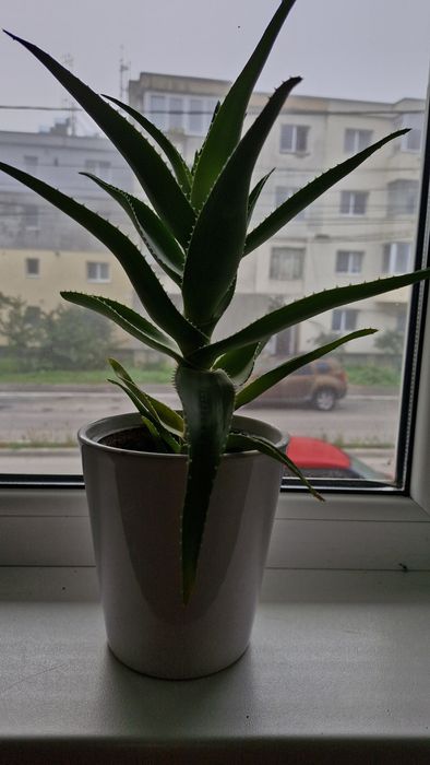 Planta aloe vera peste 3 ani