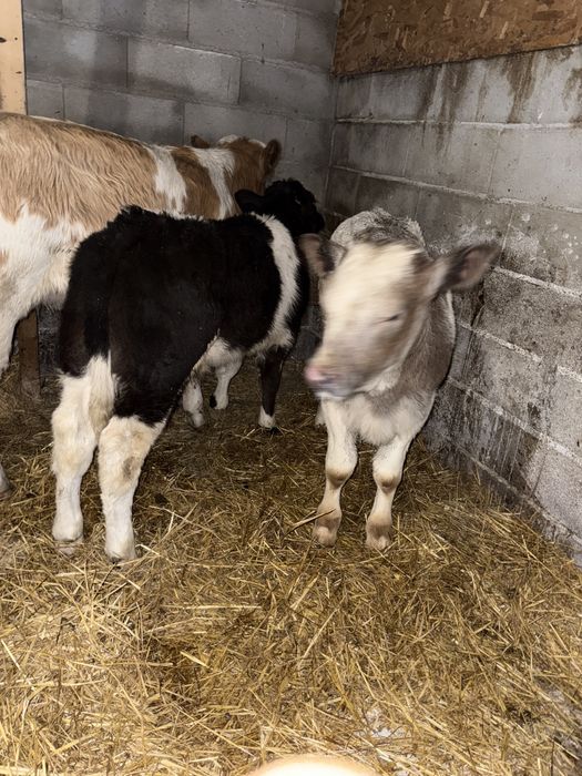 De vanzare taurasi belga si br