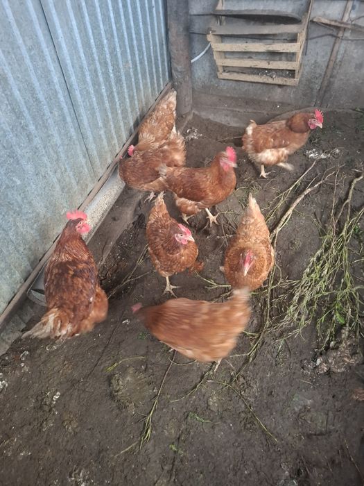 Продам домашних кур-несушек