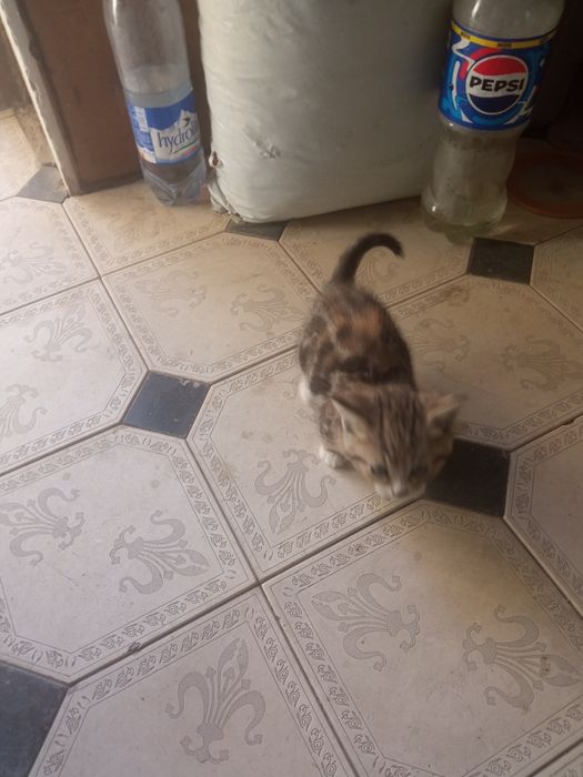 Продаются котята скотиш фолд