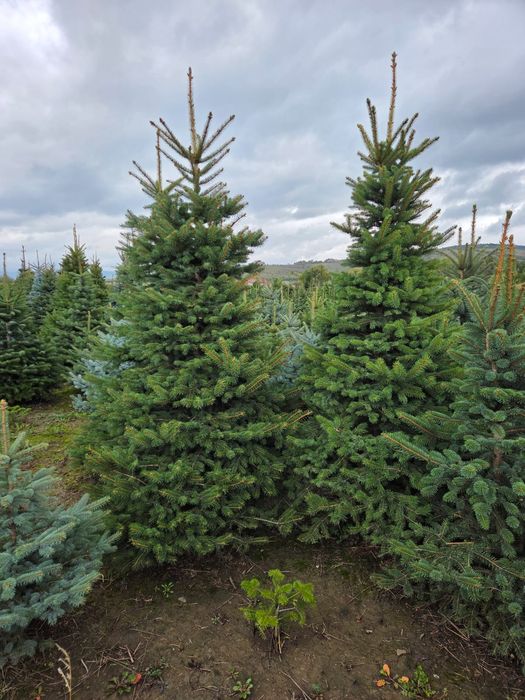 Brazi verzi sau arginti cu balot de pamant