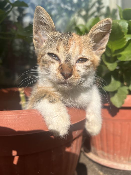 Женско коте търси дом