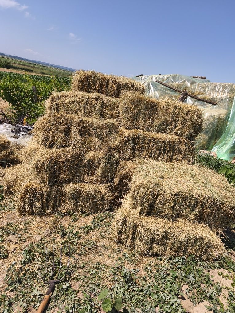 baloți de fân producție de anul acesta