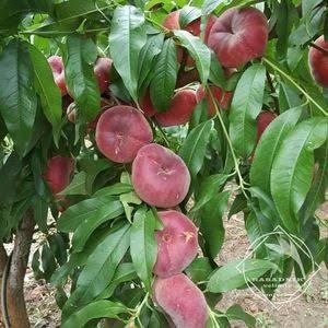 Nectarin plat Honey liana  5+1 gratis