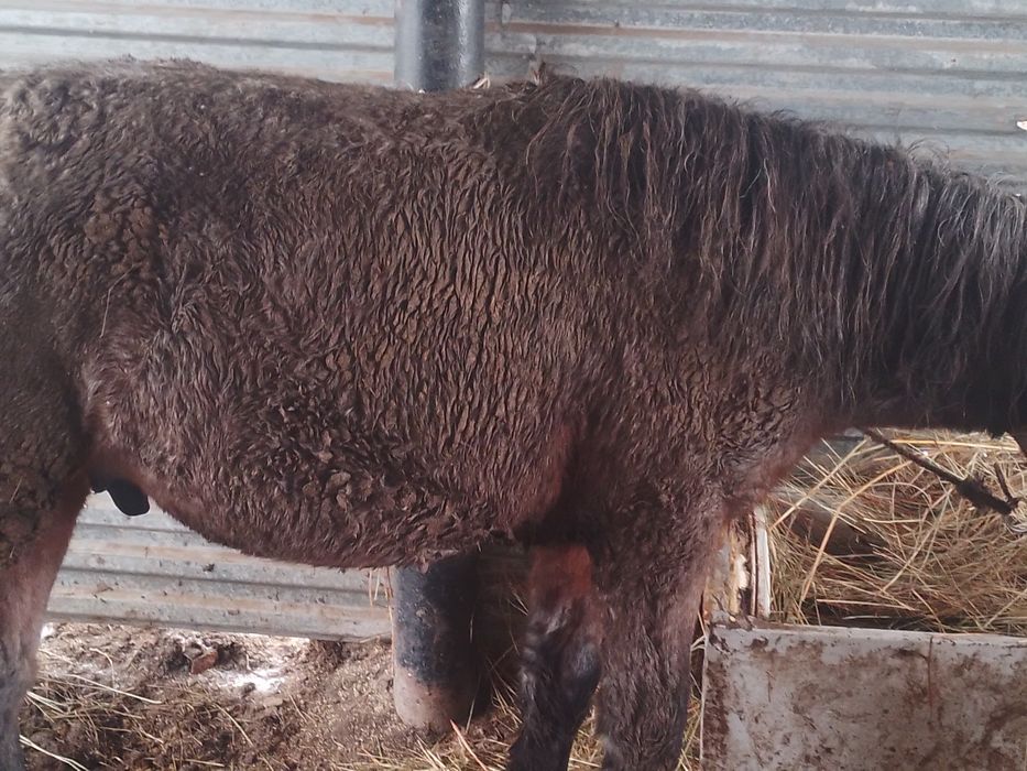 Сатамын Семиз Тайлар 4 бас   2 айдан жемде тур