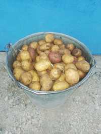 Семена картофеля 55 тенге