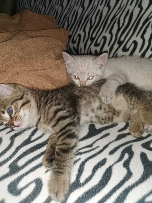 Отдам прекрасных котят в хорошие руки