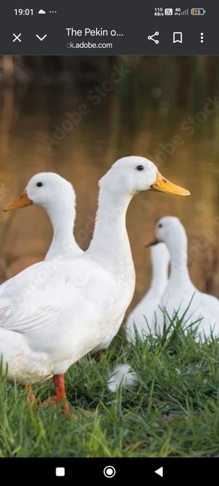 rate de vanzare 35 de lei kg