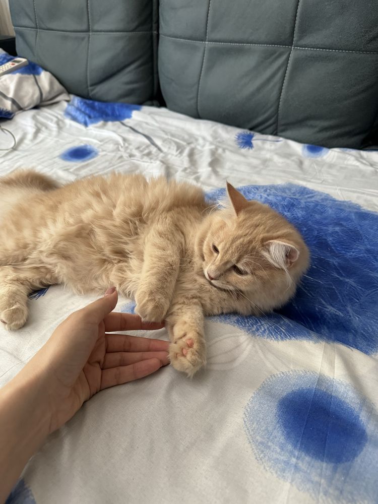 Котёнок персидские 6 месяцев