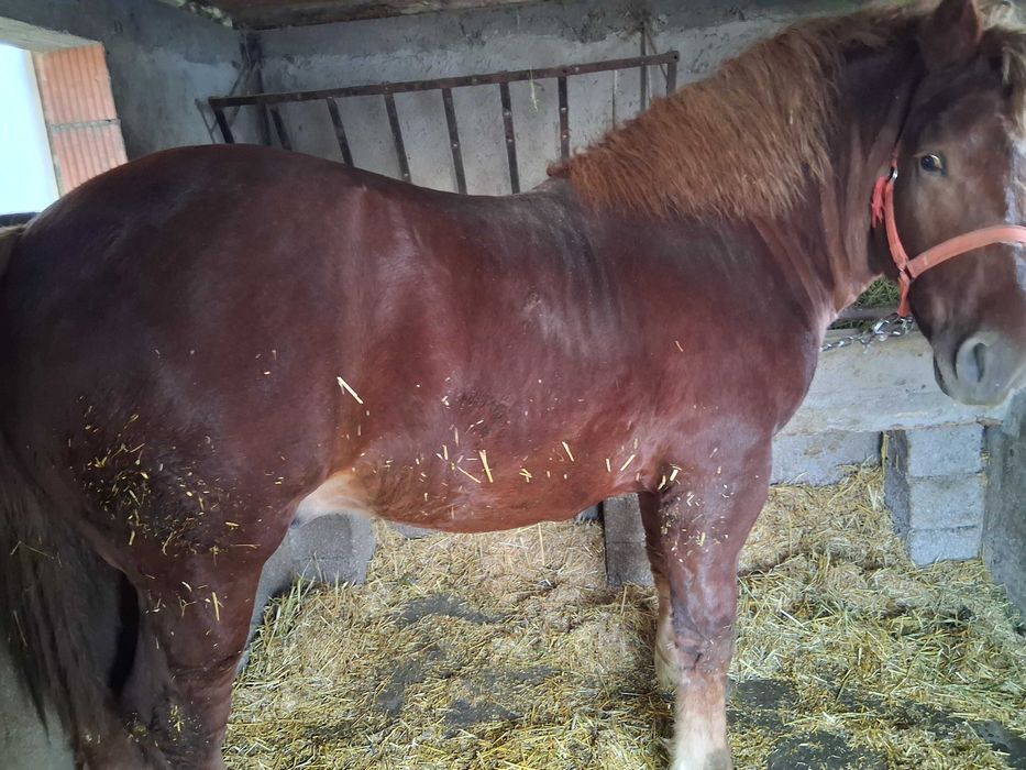 Vand manz de aproape doi ani mai multe detali la telefon