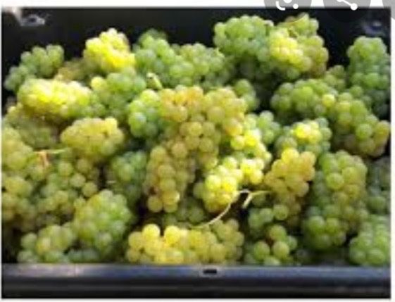 Struguri de vin